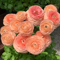 Ranunculus Mixed Bulbs