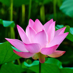 Lotus Seeds (Buy 25 Seeds Get 25 Free)