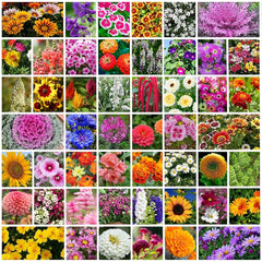 Mix Flower Seeds Bank (50 seed varieties)