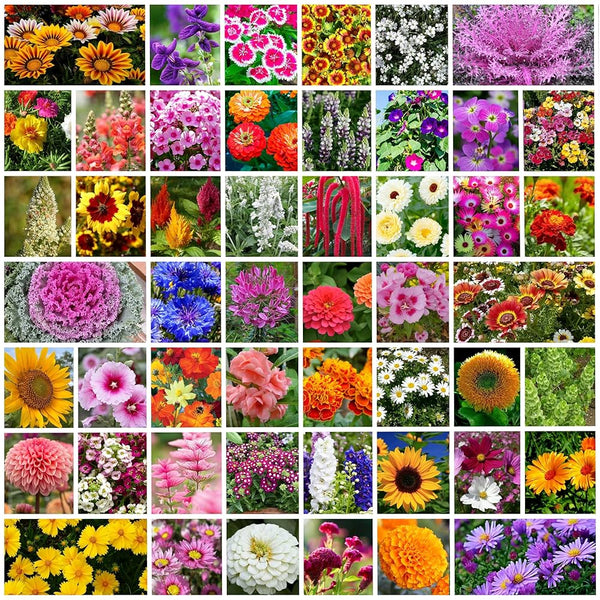Mix Flower Seeds Bank (50 seed varieties)