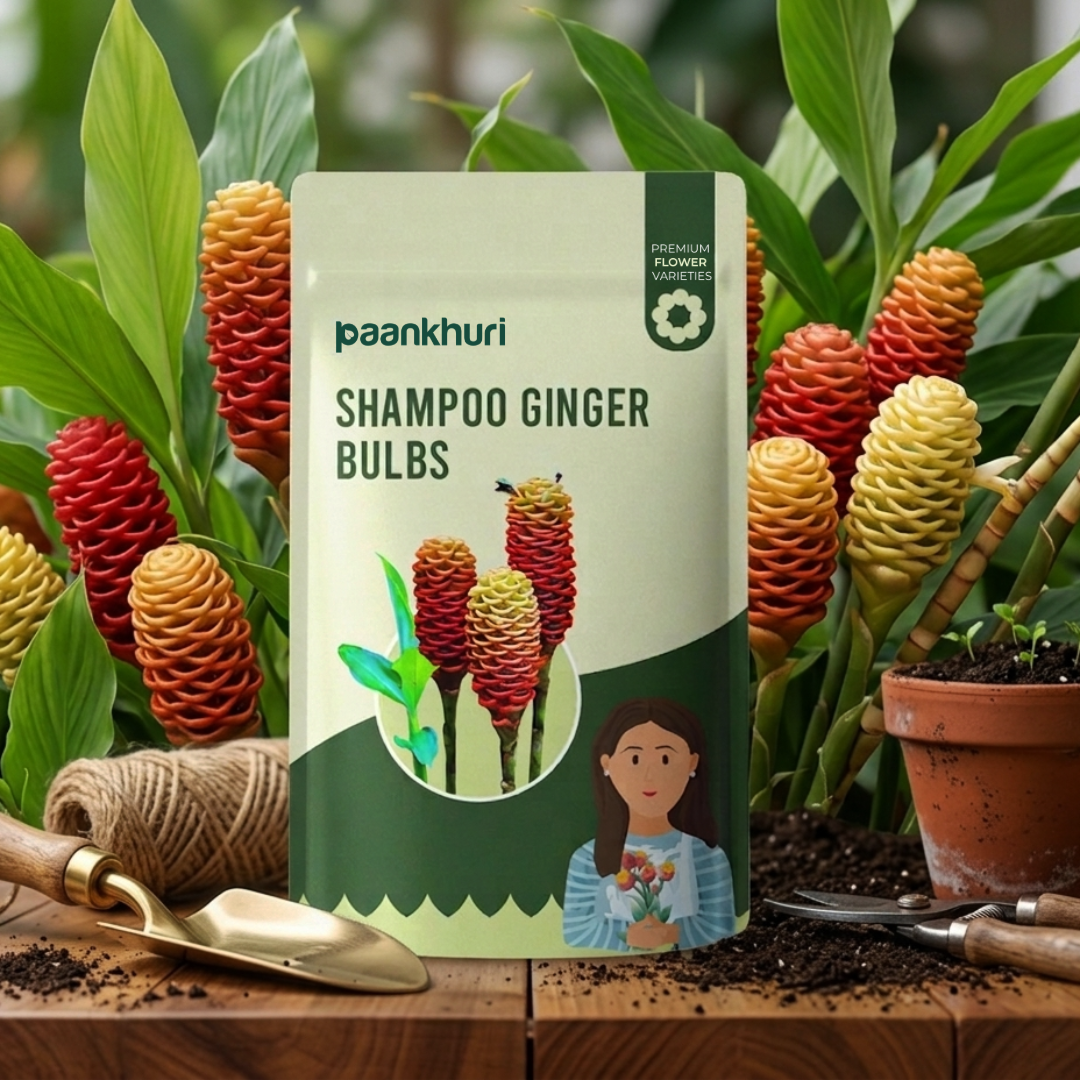 shampoo ginger lily plant seeds Shampoo Ginger Bulbs