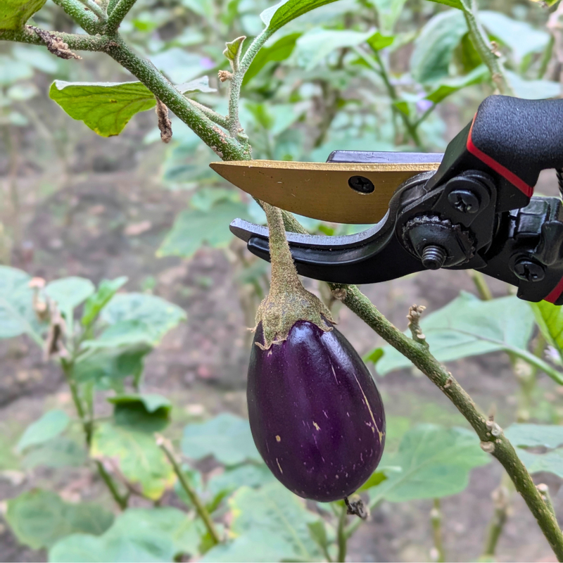 Paankhuri™ PruneMaster