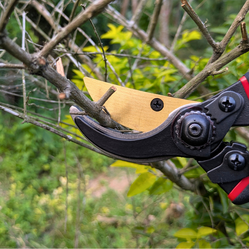 Paankhuri™ PruneMaster