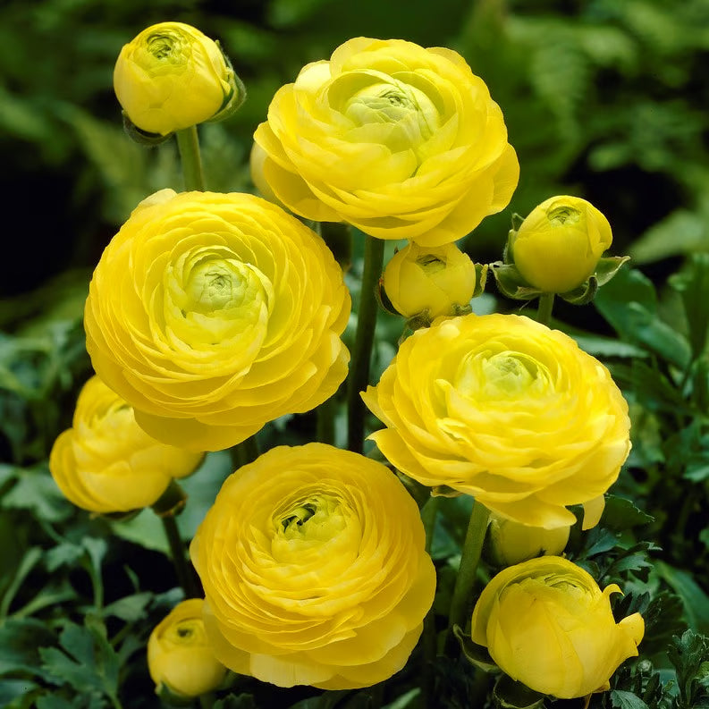 Ranunculus Mixed Bulbs