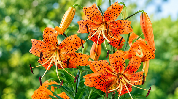 How to Grow Tiger Lily Bulbs in India: The Complete Guide (The Toughest Lily You Can Plant)
