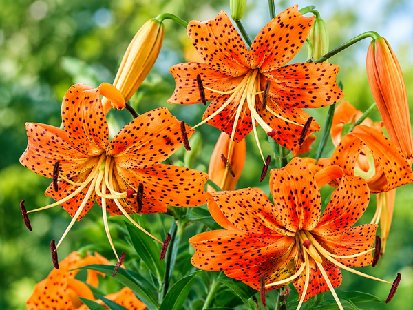 How to Grow Tiger Lily Bulbs in India: The Complete Guide (The Toughest Lily You Can Plant)