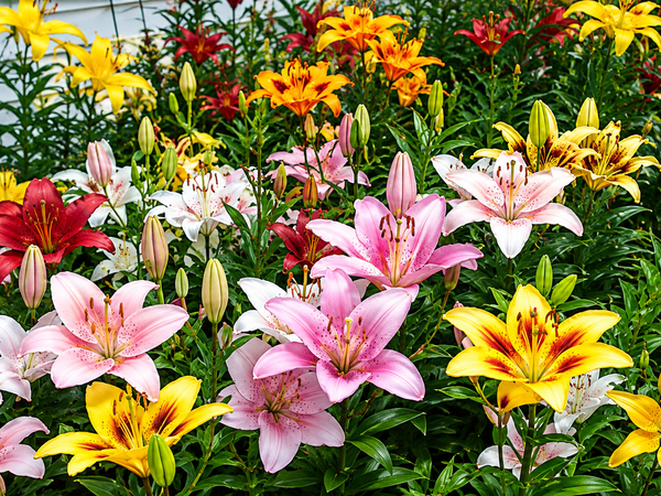 Asiatic Lily Bulbs in India: Plant Them in October, Fill Your Terrace With Colour by February