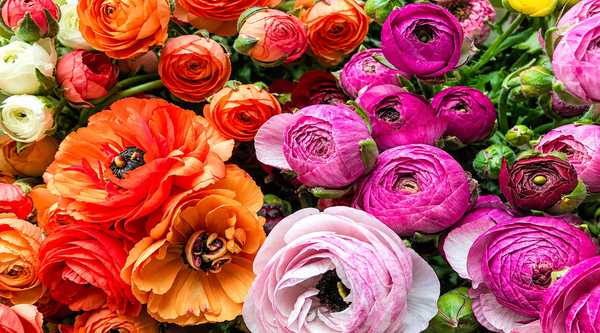 Ranunculus in India: Yes, You Can Grow Them — Here's the Timing Nobody Tells You