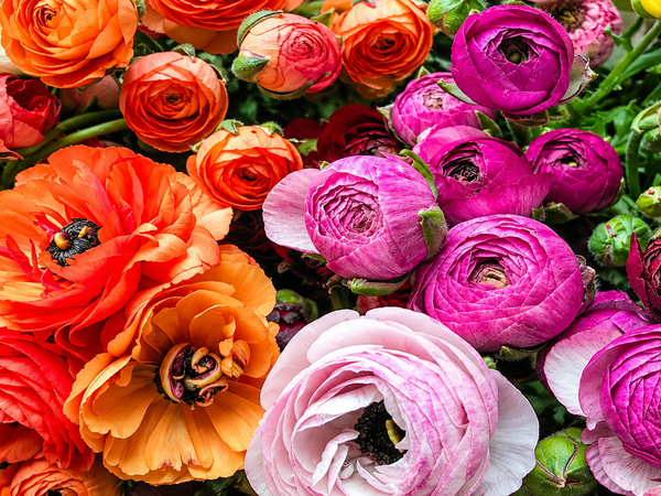 Ranunculus in India: Yes, You Can Grow Them — Here's the Timing Nobody Tells You