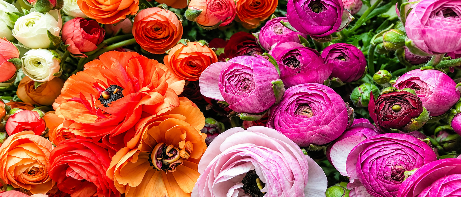 Ranunculus in India: Yes, You Can Grow Them — Here's the Timing Nobody Tells You