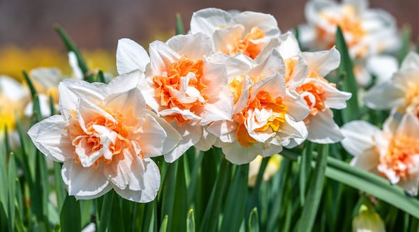 Easier Than Tulips, Twice the Petals: Growing Double Daffodils in India