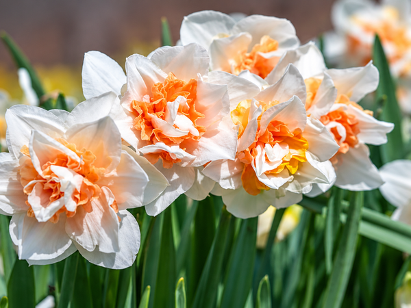 Easier Than Tulips, Twice the Petals: Growing Double Daffodils in India