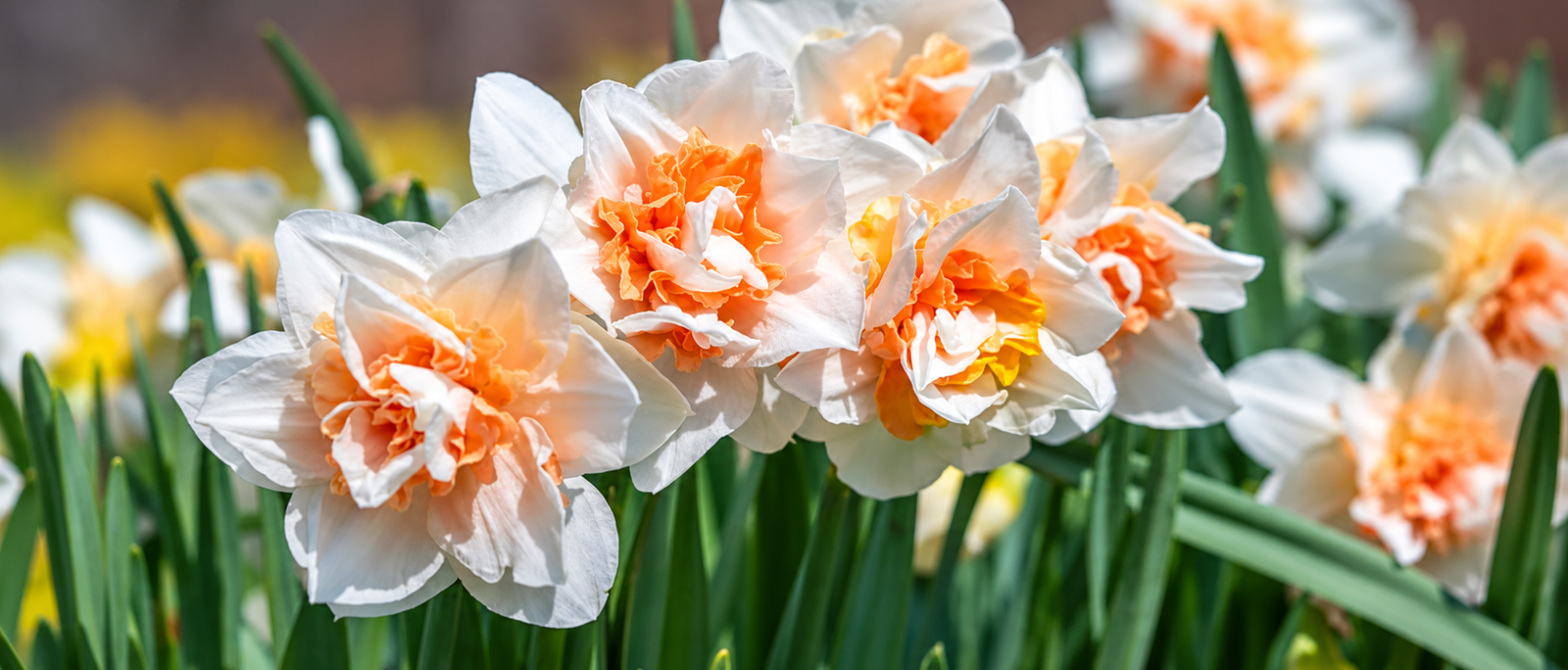Easier Than Tulips, Twice the Petals: Growing Double Daffodils in India