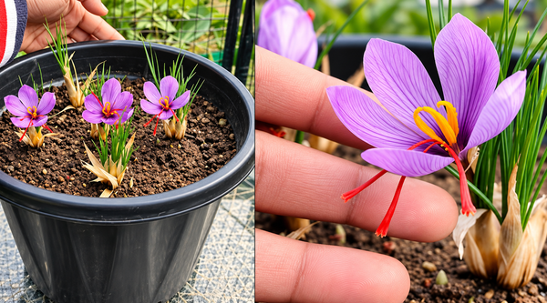 Growing Saffron at Home in India: How 10 Corms Can Give You the World's Most Expensive Spice