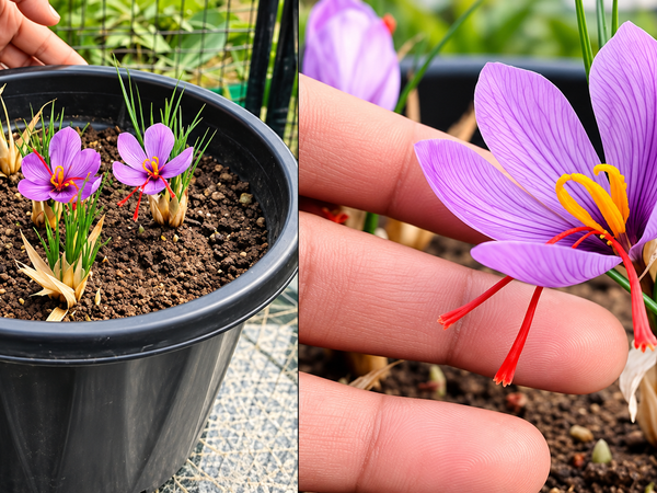 Growing Saffron at Home in India: How 10 Corms Can Give You the World's Most Expensive Spice