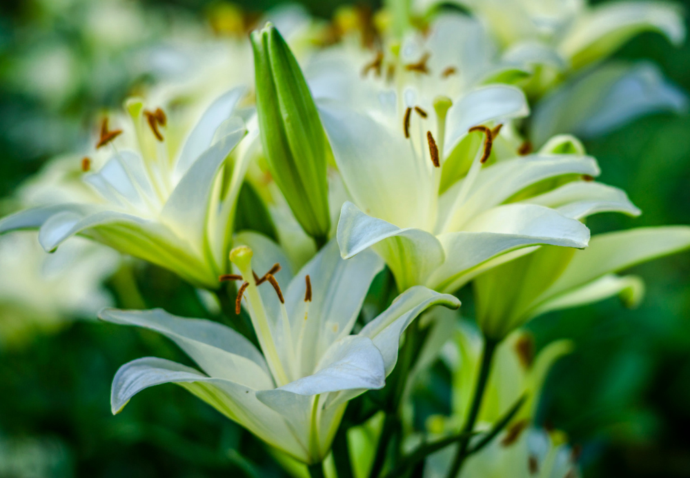 10 Summer Lily Flowers for Indian Gardens