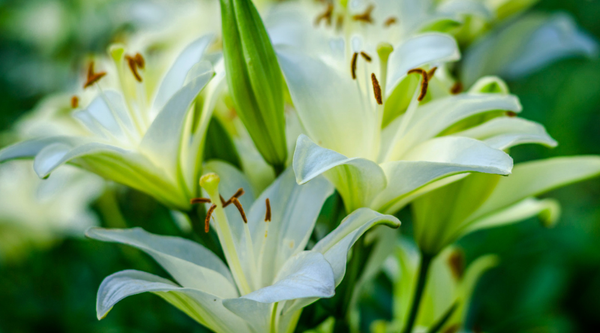 10 Summer Lily Flowers for Indian Gardens