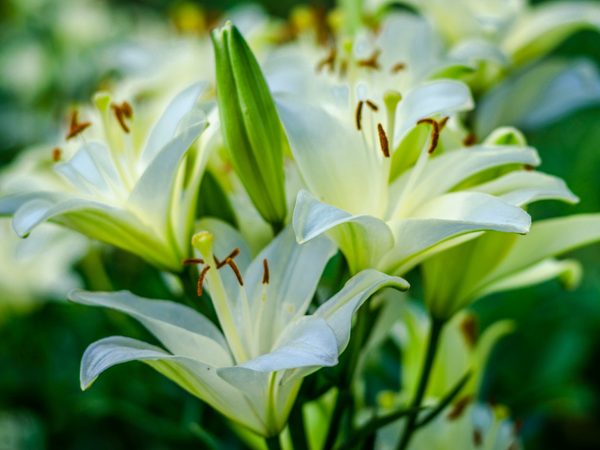 10 Summer Lily Flowers for Indian Gardens
