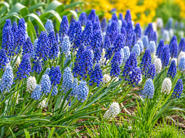 20 Bulbs, One Pot, a River of Blue: How to Grow Muscari in India