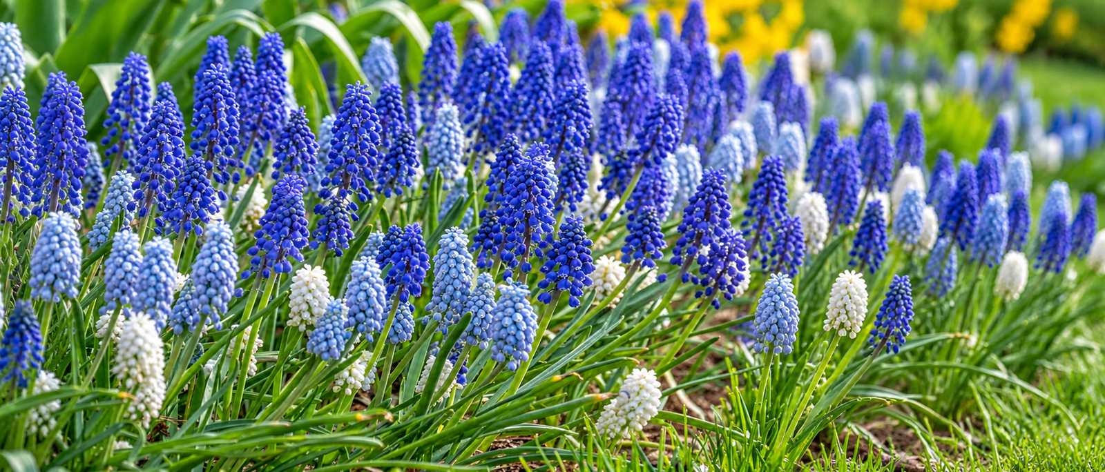 20 Bulbs, One Pot, a River of Blue: How to Grow Muscari in India