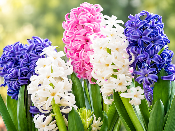 One Hyacinth Bulb Can Perfume an Entire Room: How to Grow Them in India
