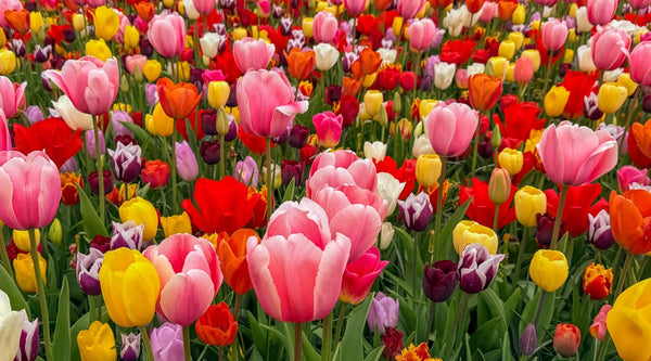 You Don't Need Kashmir to Grow Tulips: A Complete Guide for Indian Gardens