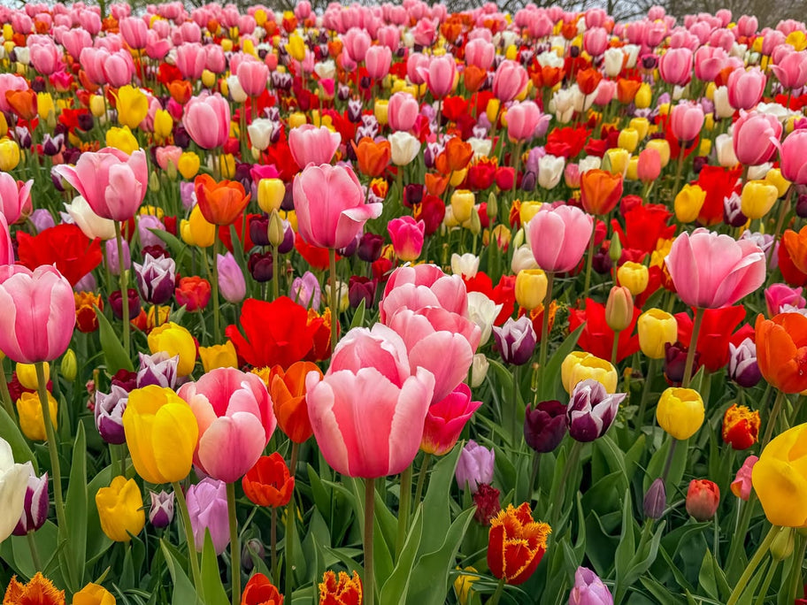 You Don't Need Kashmir to Grow Tulips: A Complete Guide for Indian Gardens