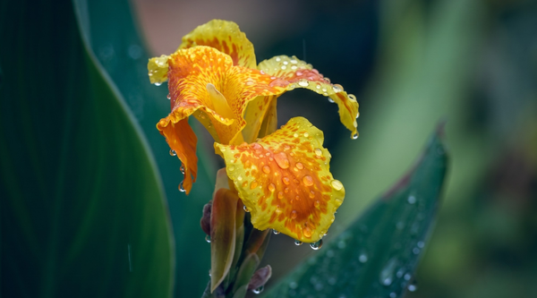 flowers-to-plant-in-monsoon-india