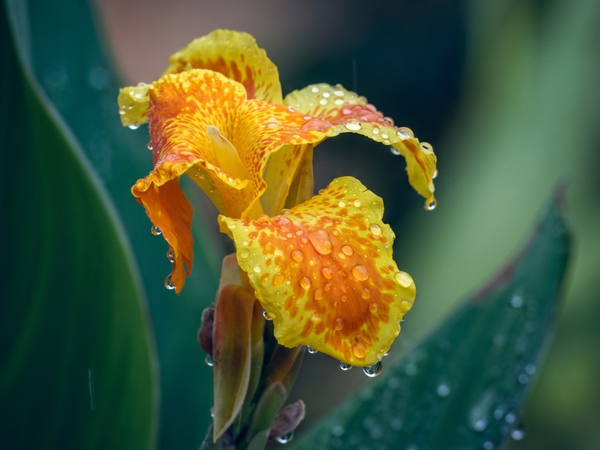 flowers-to-plant-in-monsoon-india