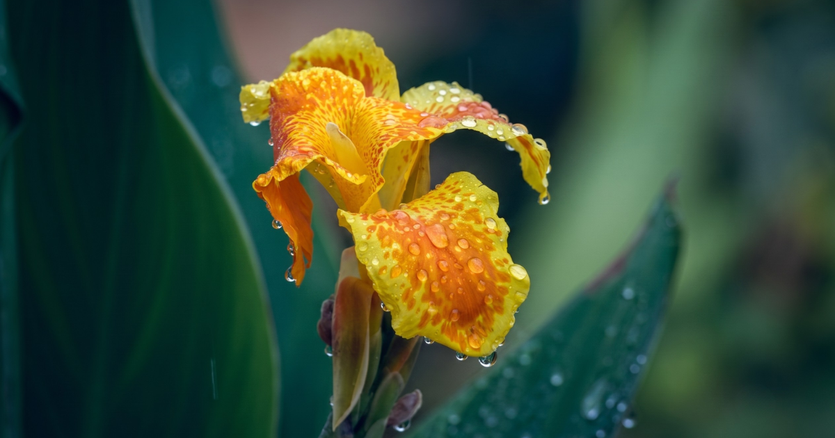 flowers-to-plant-in-monsoon-india