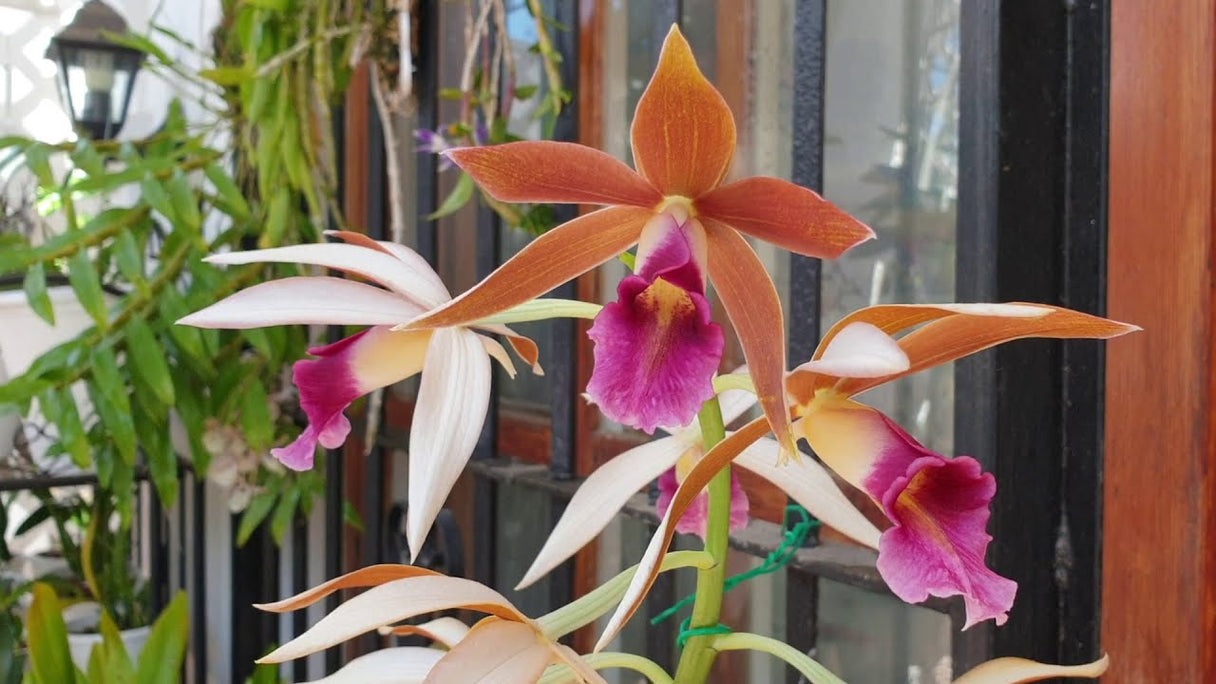 How to Grow Nun Orchid From Bulbs in India: The Complete Guide (The Easiest Ground Orchid You'll Ever Own)