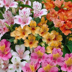Alstroemeria Flower Bulbs