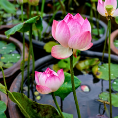Micro Varieties Lotus Tubers