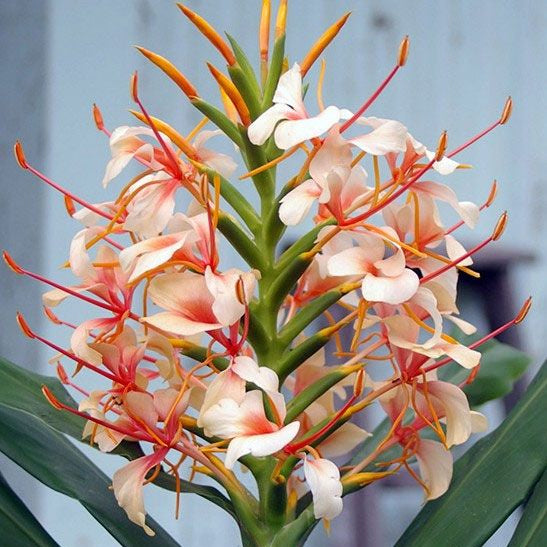 Ginger Lily Bulbs