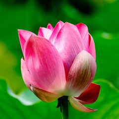 Lotus Seeds (Buy 25 Seeds Get 25 Free)