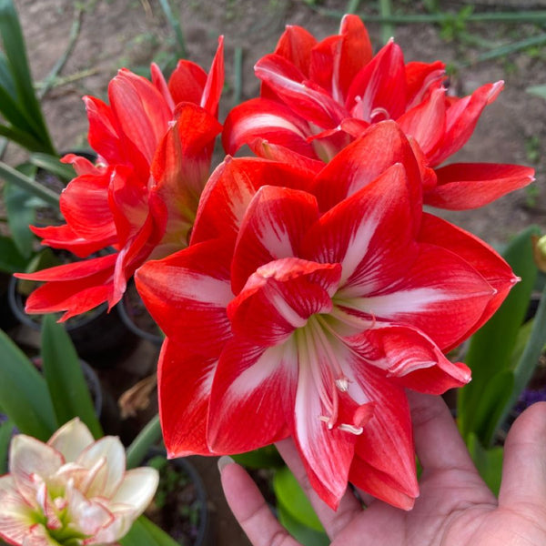 Double-Petal Amaryllis Large Bulbs