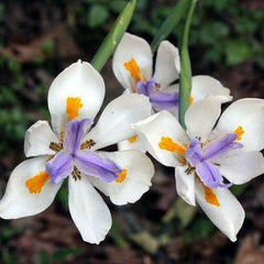 Butterfly Iris Sprouted Bulb