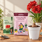Amaryllis Lily Bulbs