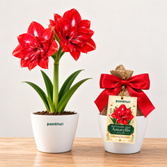 Amaryllis Grow Kit Diwali Gift
