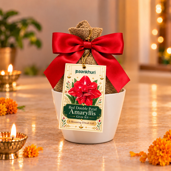 Amaryllis Grow Kit Diwali Gift