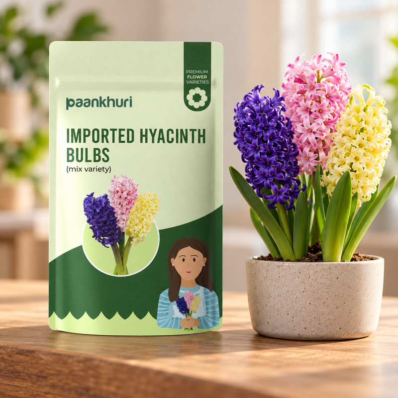Imported Hyacinth Bulbs