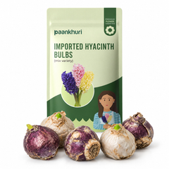 Imported Hyacinth Bulbs