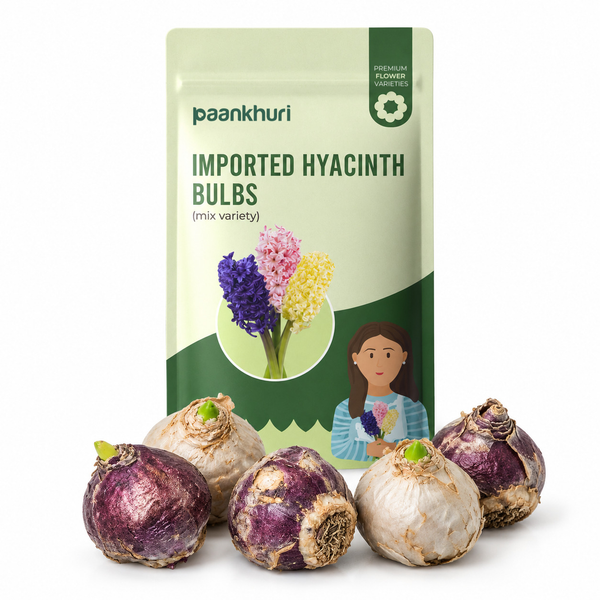 Imported Hyacinth Bulbs