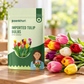 Imported Tulip Bulbs