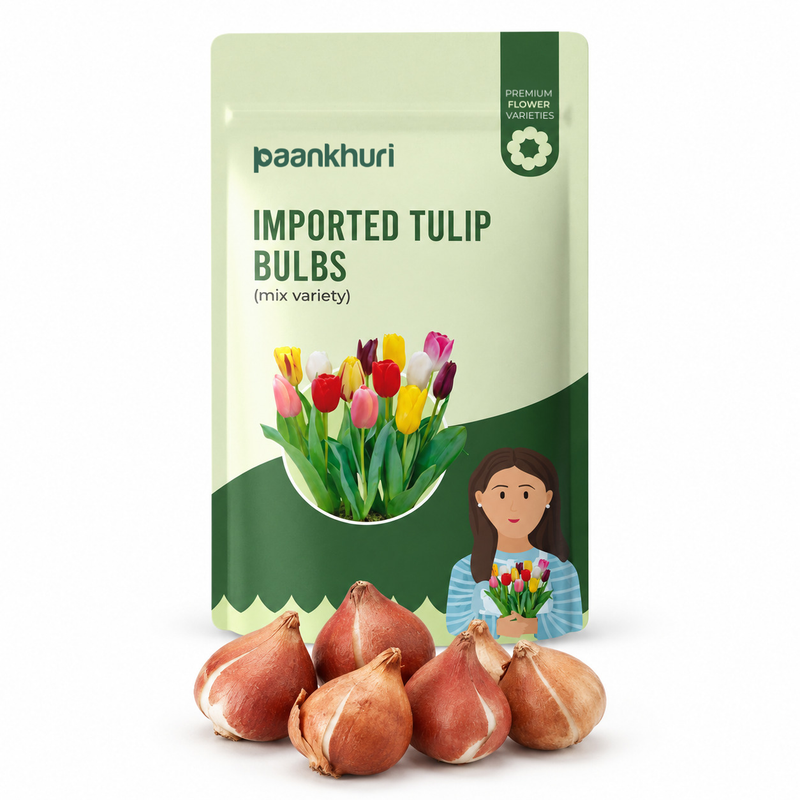 Imported Tulip Bulbs