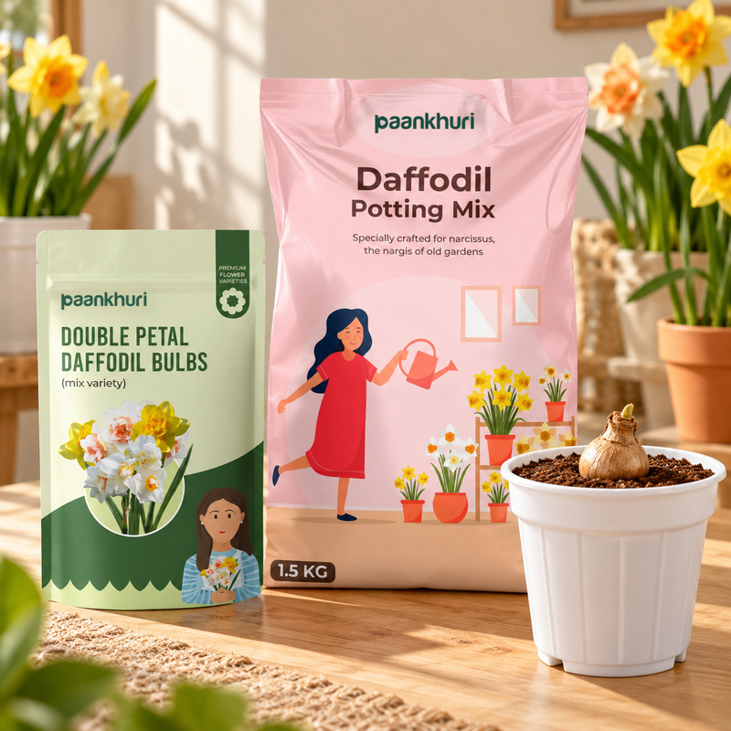 Double Petal Daffodil Bulbs