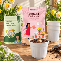 Double Petal Daffodil Bulbs