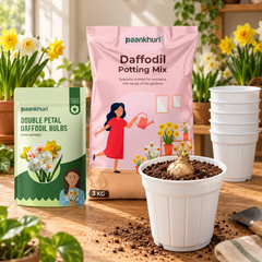 Double Petal Daffodil Bulbs