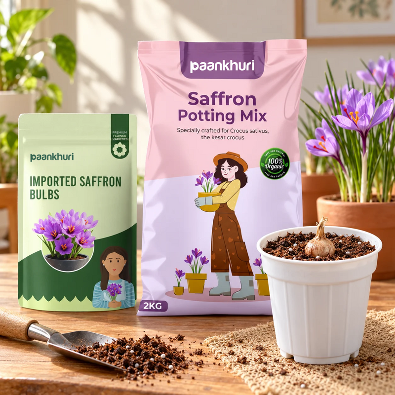 Imported Saffron Bulbs