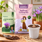 Imported Saffron Bulbs